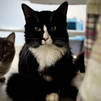 Domestic Medium Hair Cats Available for Adoption in Roanoke, Virginia - Radar | PetCurious