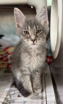 Bugbear -  Domestic Short Hair Cat for Adoption in Cincinnati, Ohio - Bugbear | PetCurious