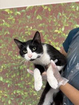 Domestic Short Hair Cats Available for Adoption in San Antonio, Texas - Tudor | PetCurious