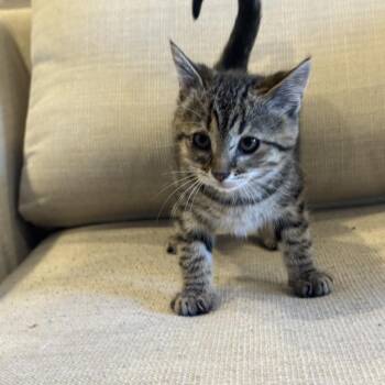 Amber -  Domestic Short Hair Cat for Adoption in Belfair, Washington - Amber | PetCurious