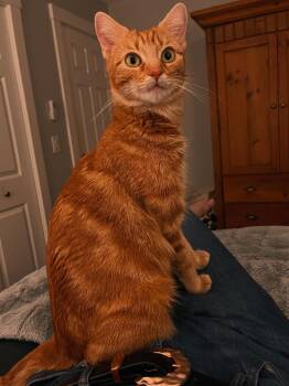 Sekoia -  Domestic Short Hair Cat Available for Adoption in Burnaby, British Columbia - Sekoia | PetCurious