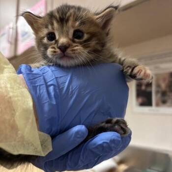 Kali -  Domestic Medium Hair Cat for Adoption in Murray, Utah - Kali | PetCurious