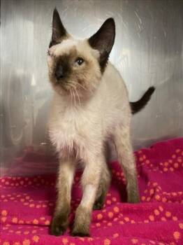A227933 -  Siamese Cat for Adoption in Woodland, California - A227933 | PetCurious