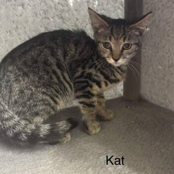 Kat -  Domestic Short Hair Cat for Adoption in Ulster, Pennsylvania - Kat | PetCurious