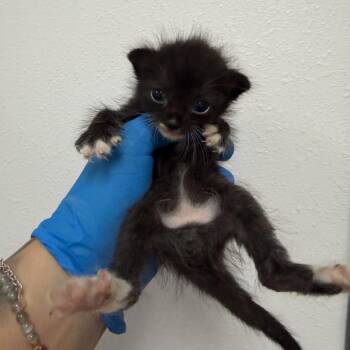 Indigo I3 -  Domestic Short Hair Cat for Adoption in Edinburg, Texas - Indigo I3 | PetCurious