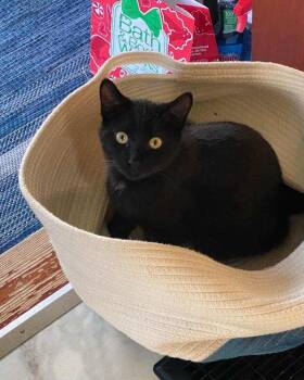 Rescue Domestic Short Hair Cats for Adoption in Avon, New York - Toothless | PetCurious