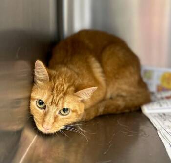 LEAH -  Domestic Medium Hair Cat for Adoption in Houston, Texas - LEAH | PetCurious