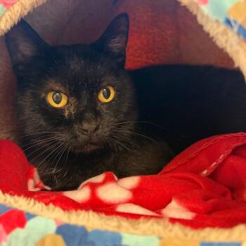 Moonshine -  Domestic Short Hair Cat for Adoption in Morristown, Vermont - Moonshine | PetCurious
