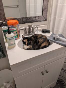 Mia -  Domestic Short Hair Cat Available for Adoption in Elmwood, Louisiana - Mia | PetCurious