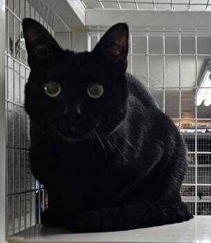 Lapras -  Domestic Short Hair Cat for Adoption in Claremont, New Hampshire - Lapras | PetCurious