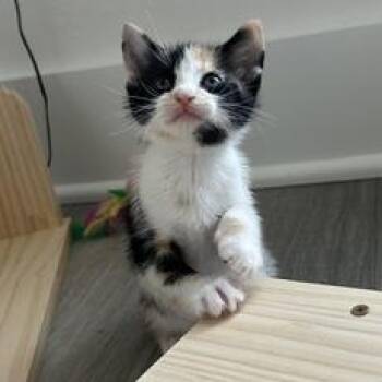 Calista -  Manx Cat Available for Adoption in Liverpool, Texas - Calista | PetCurious