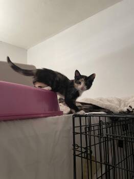 Burundi -  Domestic Short Hair Cat for Adoption in Trenton, New Jersey - Burundi | PetCurious