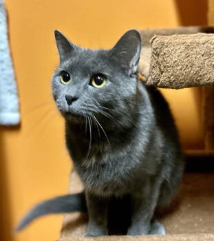 Rescue Domestic Short Hair Cats for Adoption in Blasdell, New York - Chubbs | PetCurious