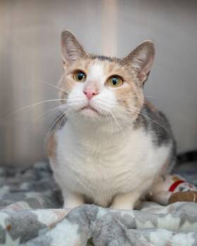 Smudgen -  Domestic Short Hair Cat for Adoption in Boone, Iowa - Smudgen | PetCurious
