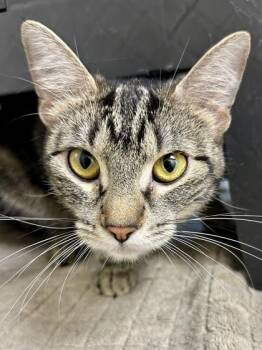 Ms. Giraffe -  Domestic Short Hair Cat for Adoption in Wichita, Kansas - Ms. Giraffe | PetCurious