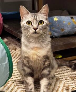 Sylveon - Pokémon Litter❤️ -  American Shorthair Cat for Adoption in Anthem, Arizona - Sylveon - Pokémon Litter❤️ | PetCurious