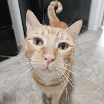Rescue Domestic Short Hair Cats for Adoption in Los Angeles, California - Rex | PetCurious