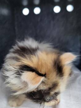 Domestic Long Hair Cats Available for Adoption in Dallas, Texas - MAKI | PetCurious
