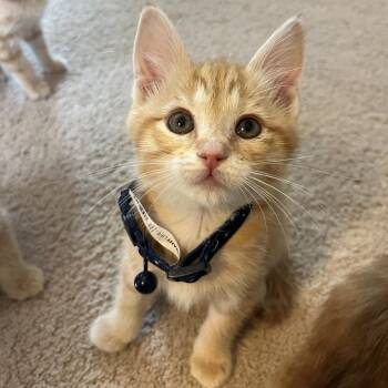 Domestic Short Hair Cats Available for Adoption - Marmalade In Burke, VA | PetCurious