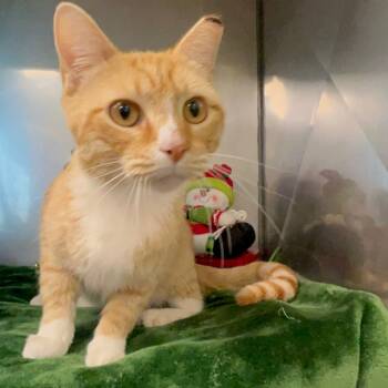 Rescue Domestic Short Hair Cats for Adoption in Kyle, Texas - ODIE | PetCurious