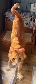 Raspberry -  Domestic Short Hair Cat Available for Adoption in Harpers Ferry, West Virginia - Raspberry | PetCurious