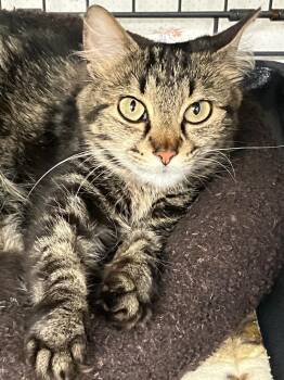 Freya -  Domestic Short Hair Cat for Adoption in Lunenburg, Massachusetts - Freya | PetCurious