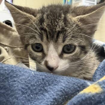 Burger -  Domestic Short Hair Cat for Adoption in Elberon, Virginia - Burger | PetCurious