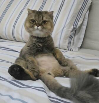 TIA & NERO -  Siberian Cat for Adoption in Snow Hill, Maryland - TIA & NERO | PetCurious