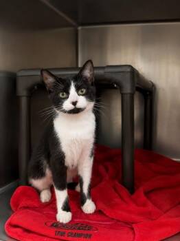 Delaine -  Domestic Short Hair Cat for Adoption in Fort Lupton, Colorado - Delaine | PetCurious