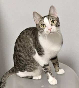 Rescue Domestic Short Hair Cats for Adoption in Warwick, New York - Travis | PetCurious