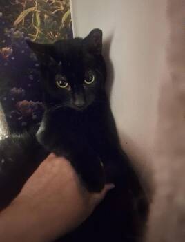 Midnight -  Domestic Short Hair Cat for Adoption in Wilmington, North Carolina - Midnight | PetCurious