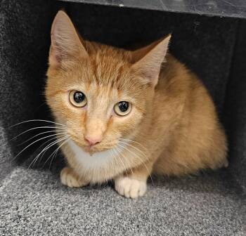Geena -  Domestic Short Hair Cat for Adoption in Athens, Tennessee - Geena | PetCurious
