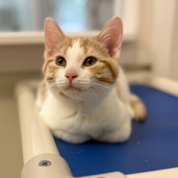 Hazel -  Domestic Short Hair Cat for Adoption in Enfield, New Hampshire - Hazel | PetCurious