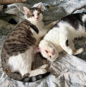 Mittens & Crumb -  Domestic Short Hair Cat for Adoption in Mokena, Illinois - Mittens & Crumb | PetCurious