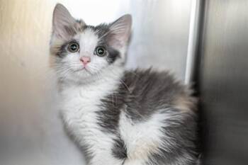 Domestic Short Hair Cats Available for Adoption in Charlotte, North Carolina - BUBBLES | PetCurious