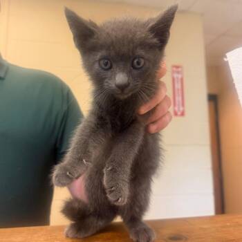 Fitz -  Domestic Short Hair Cat for Adoption in Corinth, Mississippi - Fitz | PetCurious