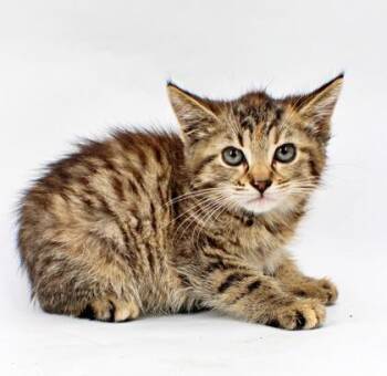 Shani -  Domestic Short Hair Cat for Adoption in Morton Grove, Illinois - Shani | PetCurious