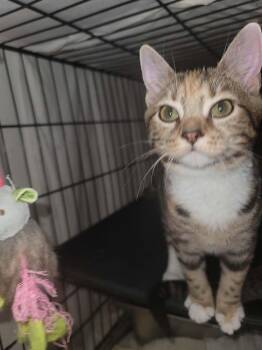 Crissie 9497 -  Tabby and Calico Cat for Adoption in Locust Grove, Virginia - Crissie 9497 | PetCurious