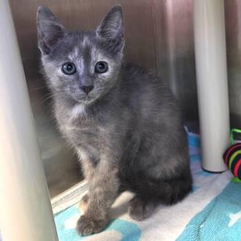 Domestic Short Hair Cats Available for Adoption in Fort Wayne, Indiana - Nova | PetCurious