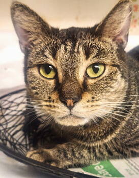 Rescue Tabby Cats for Adoption in Fort Myers, Florida - Gidget | PetCurious