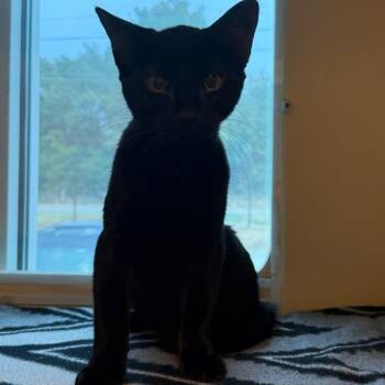 Chicken -  Domestic Short Hair Cat for Adoption in Norman, Oklahoma - Chicken | PetCurious