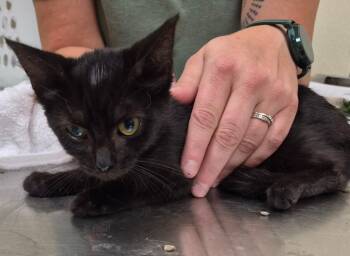 Starfish -  Domestic Short Hair Cat for Adoption in Christiansburg, Virginia - Starfish | PetCurious