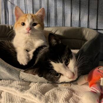 Rescue Domestic Short Hair Cats for Adoption in Chilliwack, British Columbia - CWKH-Stray-4492_2 | PetCurious