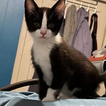 Domestic Short Hair Cats Available for Adoption - Panda | PetCurious