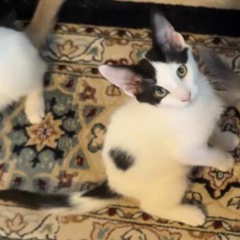 Mook (bonded with Pino) -  Domestic Short Hair Cat for Adoption in Santa Rosa, California - Mook (bonded With Pino) | PetCurious