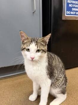 Max -  Domestic Short Hair Cat for Adoption in Wichita, Kansas - Max | PetCurious
