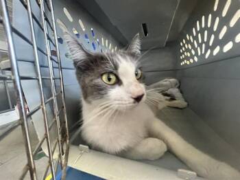 Domestic Short Hair Cats Available for Adoption in Ocala, Florida - SUNSHINE | PetCurious
