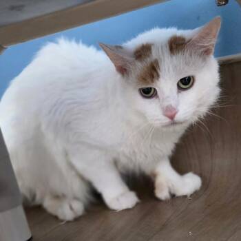 Rescue Domestic Medium Hair Cats for Adoption in Oneonta, New York - Axl | PetCurious