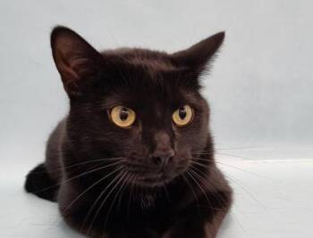 Arlo -  Domestic Short Hair Cat for Adoption in Golden Valley, Minnesota - Arlo | PetCurious