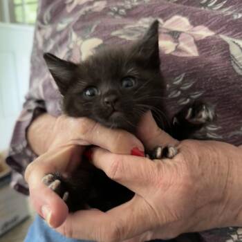 Maxwell -  Domestic Short Hair Cat for Adoption in Wichita, Kansas - Maxwell | PetCurious